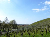 11 Cerisiers en fleurs dans l&#39;Ortenau Mösbach 10 04 2016 117
